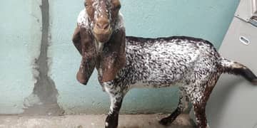 Makhi cheni goat Gabban 03244591213