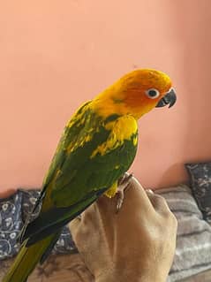 sunconure