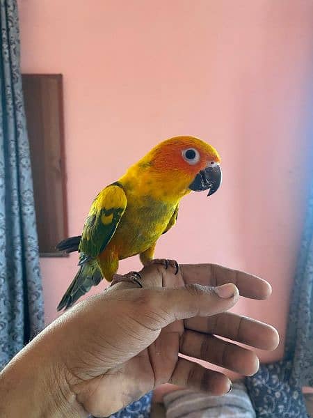 sunconure handtame 1