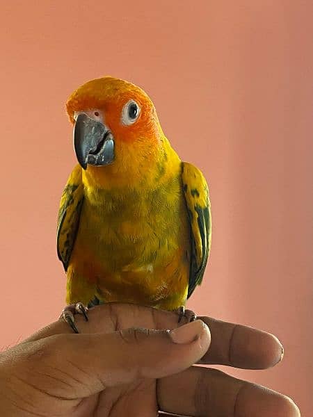 sunconure handtame 2