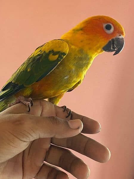 sunconure handtame 3