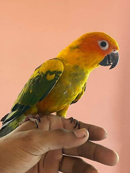 sunconure handtame 4