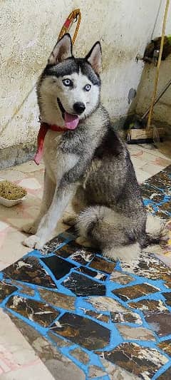 husky