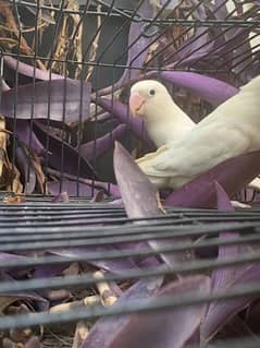 Albino breeder pair