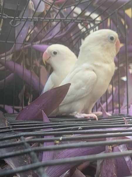 Albino breeder pair 1