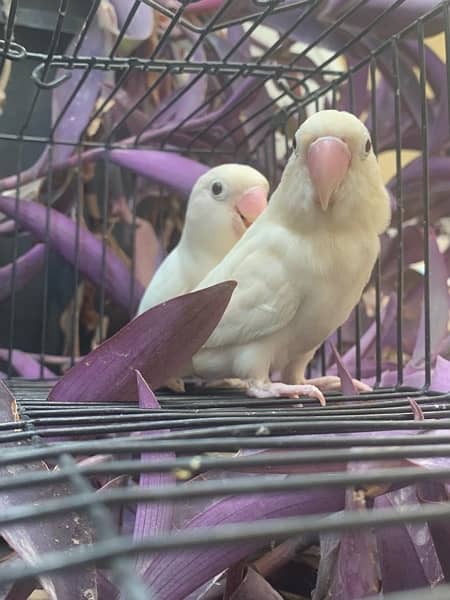 Albino breeder pair 2