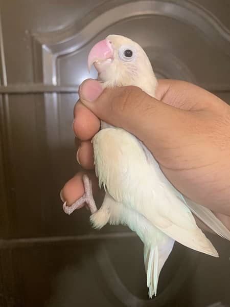 Albino breeder pair 5