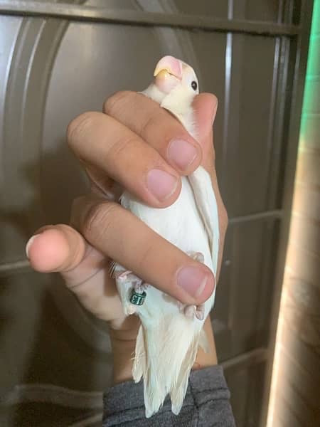 Albino breeder pair 6