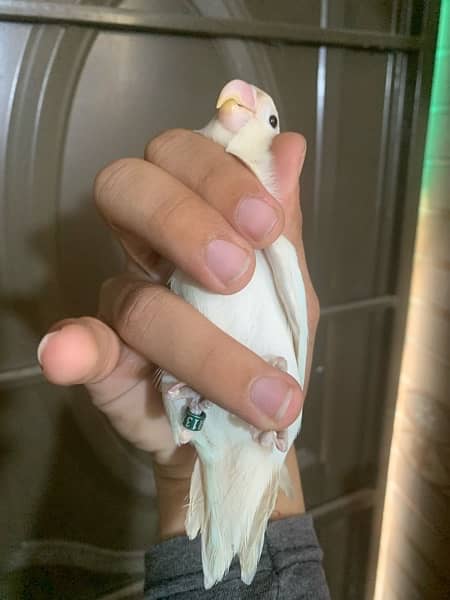 Albino breeder pair 7