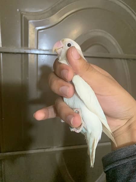 Albino breeder pair 8