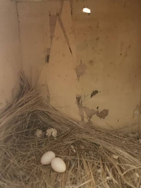 Albino breeder pair 9