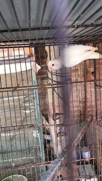 love bird and cages for sale, contact 03077965568 2