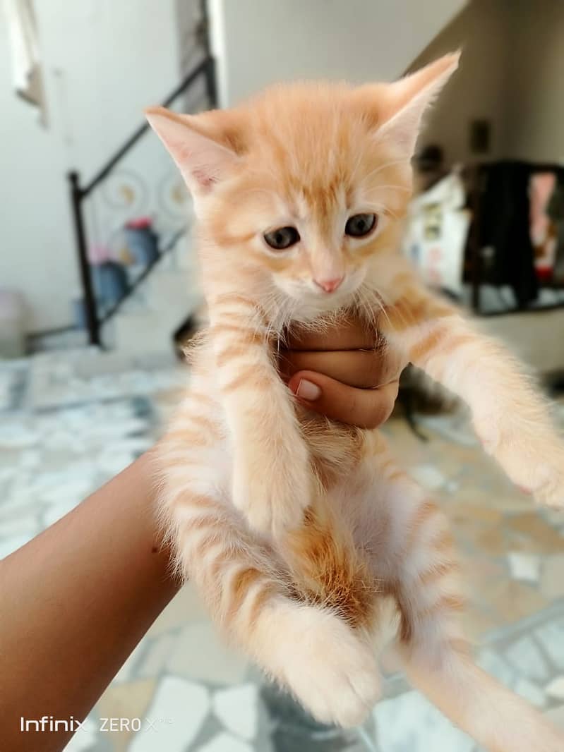 Persian kittens for sale 0