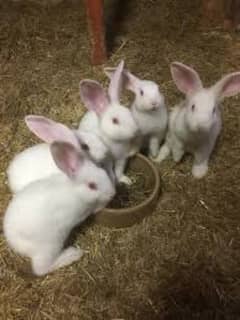 New Zealand rabbit ky bunnies hain. . . . rabbits