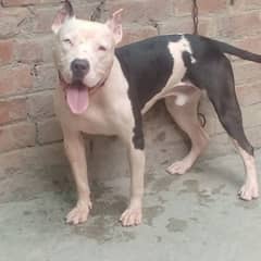 pitbull dog Ek white Ek brown eyes