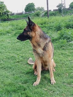 03405343516. breeder female German shepherd stock Cort