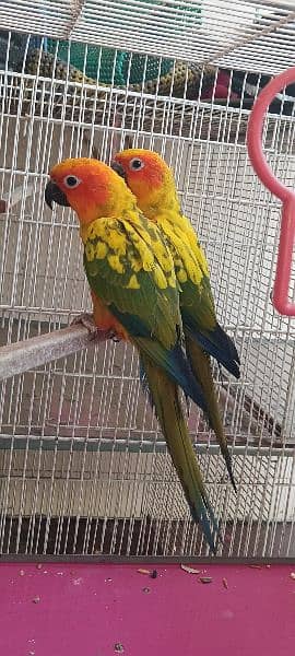 Sun Conure Parrot for sale fully active healthy jumbo size red factor 1