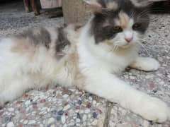 persion female cat