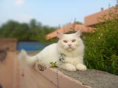 white persian cat golden eyes