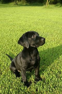 British labrador Alpha Female  available for sale