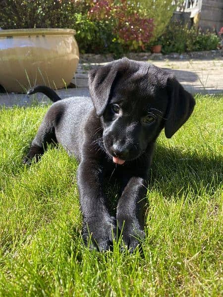 British labrador Alpha Female  available for sale 1