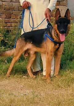 Pure Belgam Shefat long Hair full Security Guard Dog Cargo All