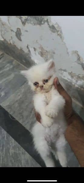 Persian cat | kitten | cute face kittens | triple coated 1