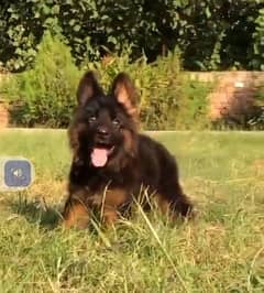 pure long coat German Shepherd male age 80 din VIP non pedigree