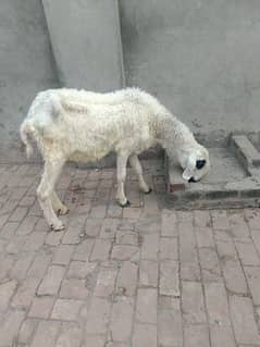 Female goat  with male kid