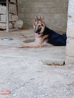 German sheperd female