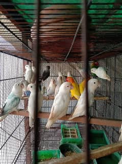 20 piece mix love birds ready to breed