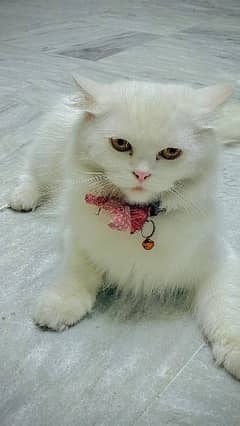 Persian Cats For Sale