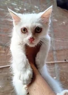 White Persian Cat | Long Coat | Male