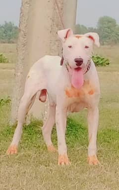 Lapa Gultair male Age 18 month full security guard dog for sale