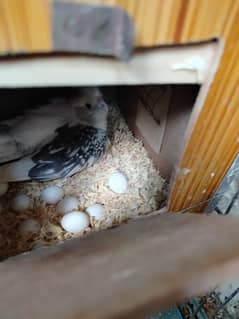 cockatiel pair for sale