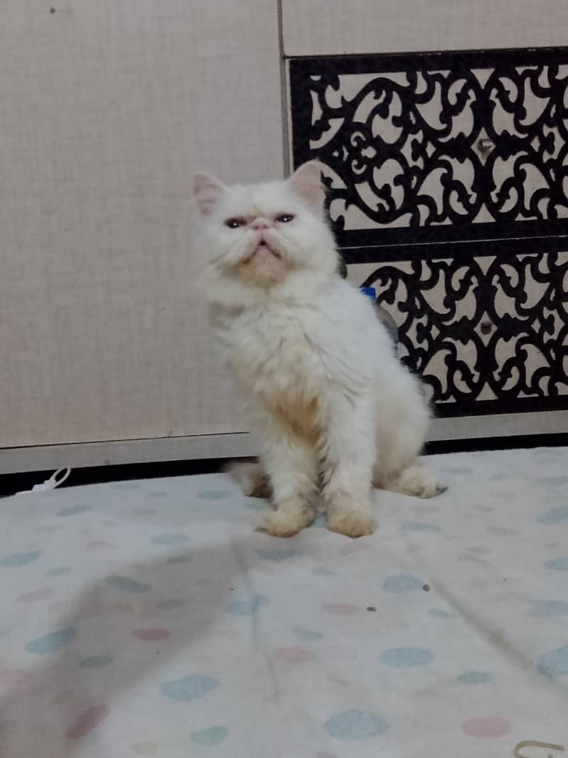 Piki cfa line female cat available for sale 1