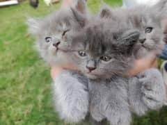 Persian cat / punch face / Persian kittens / triple coated