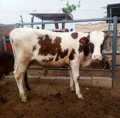 High Class Red Friesian Male