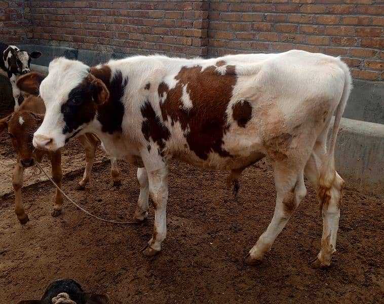 High Class Red Friesian Male 1