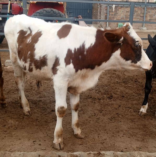 High Class Red Friesian Male 2