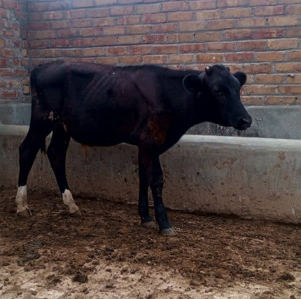 High Class Red Friesian Male 3