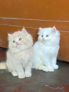 Persian kittens triple coat pair for sale contact whatsap 03228726747