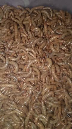 live Meal Worms