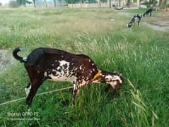 Makhni Cheeni  Goat