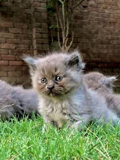 Persian kittens