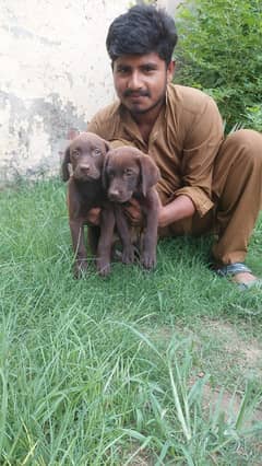 Labrador puppies for sale 0