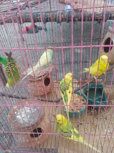 5 parrots 1