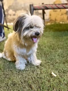 pure shih tzu for sale full healthy and active. ghar ma gand nhi dalta