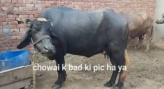 Pure Ravi Breed buffalo Pelhan jhoti Khangar  37dn cros 5sa6 litr milk