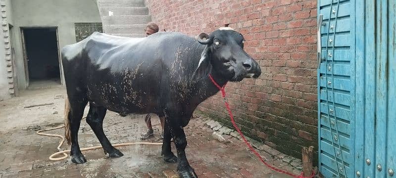 Pure Ravi Breed buffalo Pelhan jhoti Khangar  37dn cros 5sa6 litr milk 1